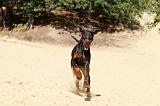 DOBERMANN 152